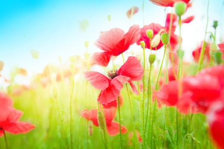 Gentle poppies in a field on a bright sunny dayの写真素材