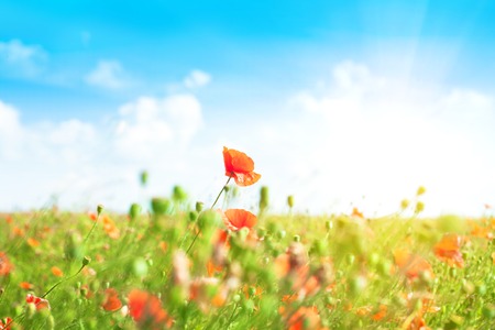 Landscape with blue sky and red poppies in green grassの写真素材