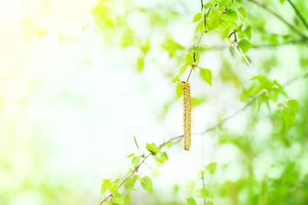 Spring background with green leaves and birch catkinsの写真素材