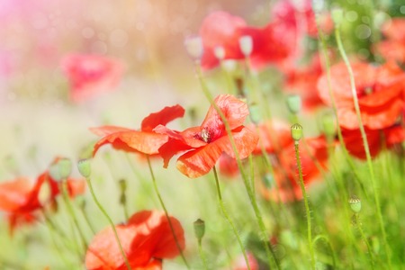 Buds of red poppies on a green fieldの写真素材