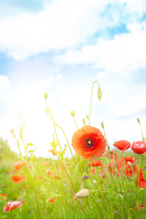 Gentle poppies in a field on a bright sunny dayの写真素材