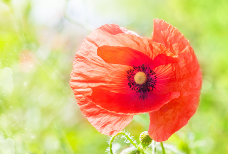 Bud of red poppies on a green fieldの写真素材