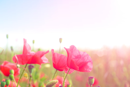 Gentle poppies in a field on a bright sunny morningの写真素材