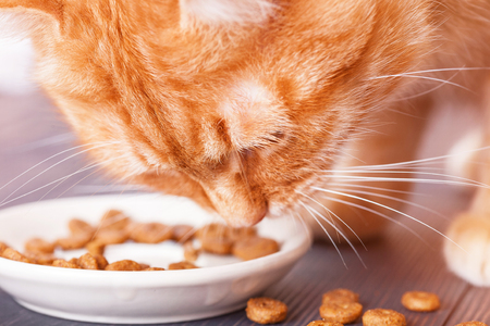 Red cat eating dry food from a plate, sitting on the floor, close-upの写真素材