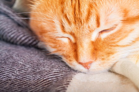 Cute adult sleeping red cat close upの写真素材