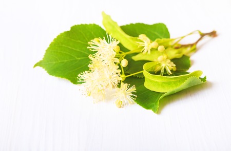 Flowers and leaves of linden closeup on a white backgroundの写真素材