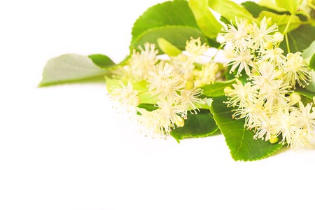 Flowers and leaves of linden closeup on a white backgroundの写真素材
