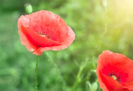 Buds of red poppies on a green fieldの写真素材
