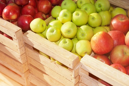 Wooden boxes with ripe red apples on a sunny dayの写真素材
