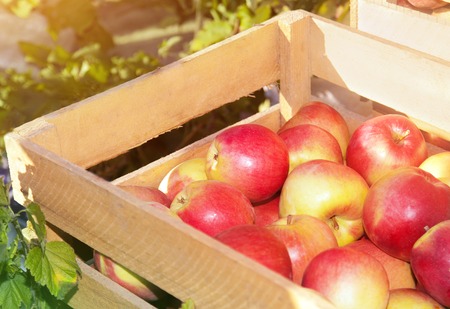 Wooden box with ripe red apples on a sunny dayの写真素材