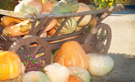 Many colorful pumpkins near a wooden cart on a sunny autumn dayの写真素材