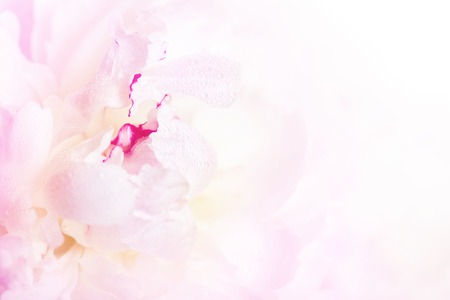 Gentle pink peony flower close-up on a white backgroundの写真素材