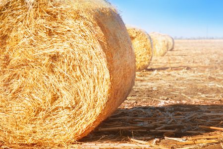 Summer field with hay bales on the background of blue sky. Agriculture concept.の写真素材