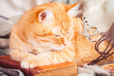 Cute ginger cat sleeping on a book on plaidの写真素材