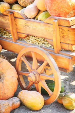 Many colorful pumpkins near a wooden cart on a sunny autumn dayの写真素材