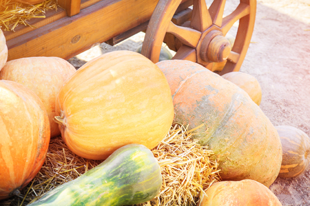 Many colorful pumpkins near a wooden cart on a sunny autumn dayの写真素材