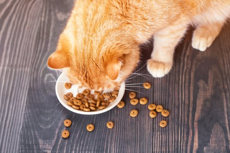 Red cat eating dry food from a plate, sitting on the floor, close-upの写真素材