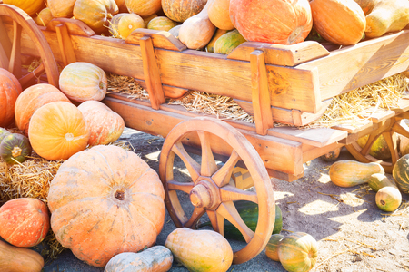 Many colorful pumpkins near a wooden cart on a sunny autumn dayの写真素材
