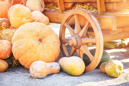 Many colorful pumpkins near a wooden cart on a sunny autumn dayの写真素材