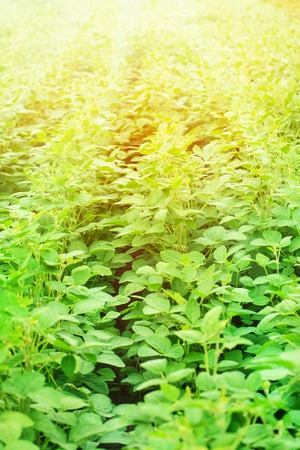 Rural landscape with fresh green soy field on sunny dayの写真素材