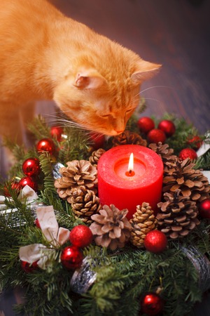 Cat sniffing a Christmas wreath with a candle a wooden tableの写真素材