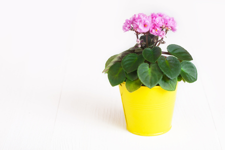 Pink Saintpaulia in a yellow flowerpot on white background close upの写真素材