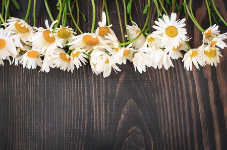 Daisy chamomile flowers on wooden background. Top view with copy space.の写真素材