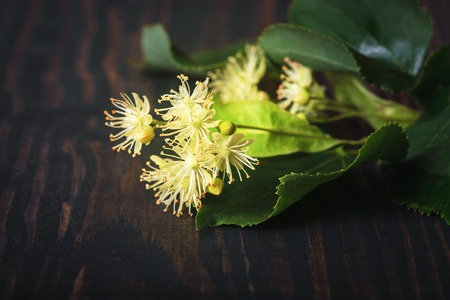 Flowers and leaves of linden closeup on a wooden backgroundの写真素材