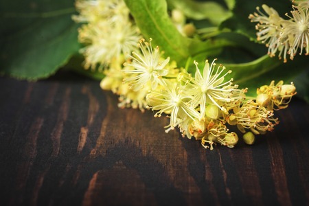 Flowers and leaves of linden closeup on a wooden backgroundの写真素材