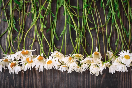 Daisy chamomile flowers on wooden background. Top view with copy space.の写真素材