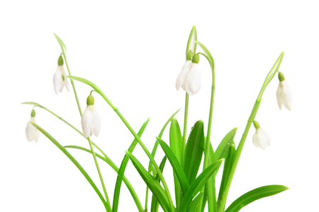 Spring snowdrops flower isolated on a white backgroundの写真素材