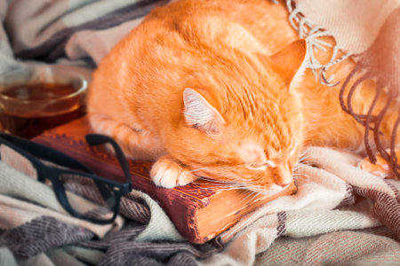 Cute ginger cat sleeping on a book on plaidの写真素材