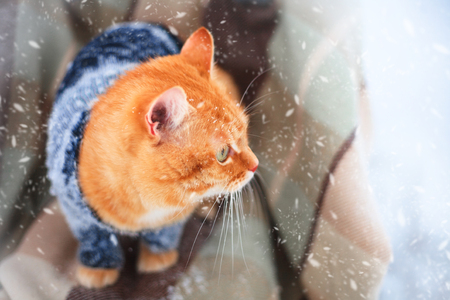 Beautiful red cat in a knitted sweater sitting on the plaid outdoors on a winter dayの写真素材