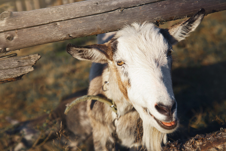 The goat looks out from behind a wooden fence, outdoors on a sunny day.の写真素材