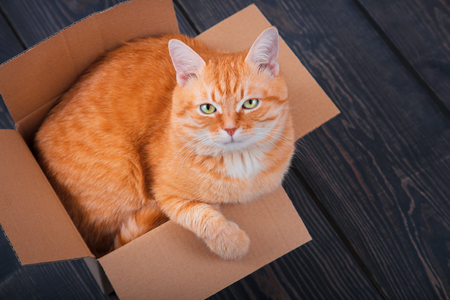 Cute red cat in a cardboard box on a background of wooden planks close up.の写真素材