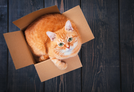 Cute red cat in a cardboard box on a background of wooden planks close up.の写真素材