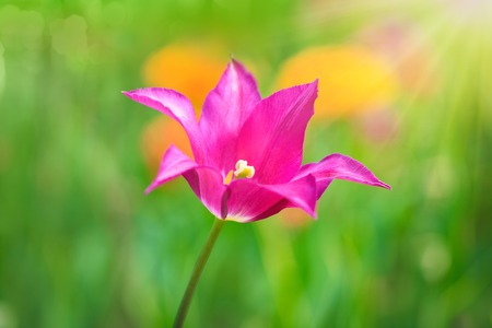 Pink tulip on the background of green grass close-up in sunny summer day.の写真素材