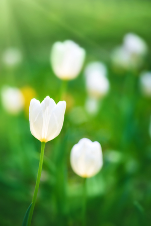 White tulips on the background of green grass close-up in sunny summer day.の写真素材