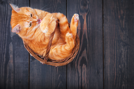 Cute red cat sitting in a basket on the wooden backgroundの写真素材