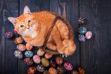 Cat sitting in a basket on a wooden background with Easter eggs around.の写真素材