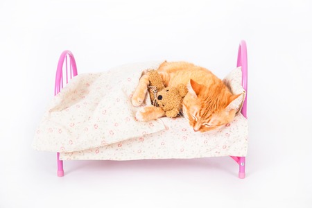 Red cat with a bear in his paws sleeping on the bed. Studio photo, on white background.の写真素材