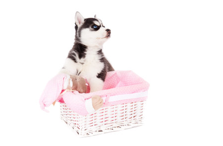 Siberian husky near a basket, in the studio on a white background.の写真素材
