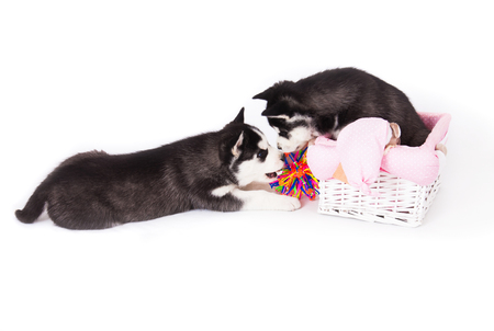 Two Siberian Husky puppy playing with a ball, in the studio on a white background.の写真素材