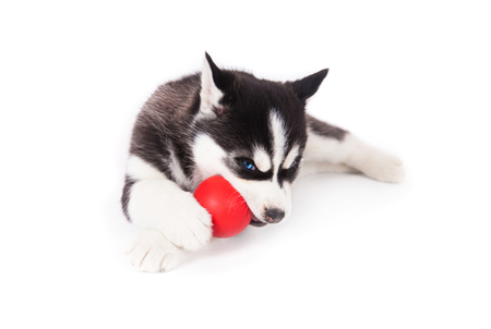 Siberian husky playing with a ball, in the studio on a white background.の写真素材