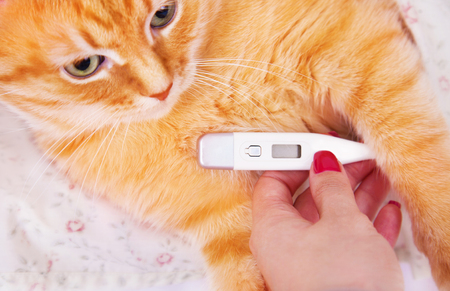 Red cat lying with a thermometer. The concept of veterinary and animal health. Studio shot.の写真素材