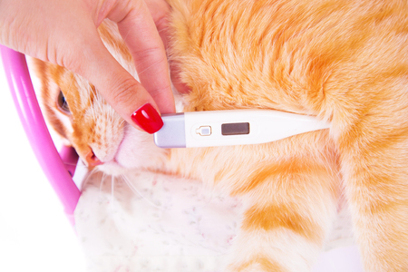 Red cat lying with a thermometer. The concept of veterinary and animal health. Studio shot.の写真素材