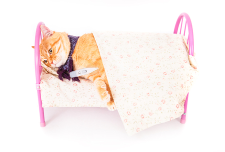 Red cat lying in bed with a thermometer. The concept of veterinary and animal health. Studio shot.の写真素材