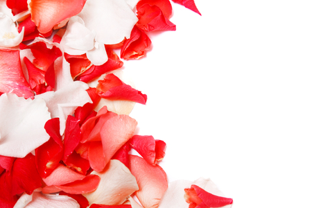 Pink and red rose petals on a white backgroundの写真素材