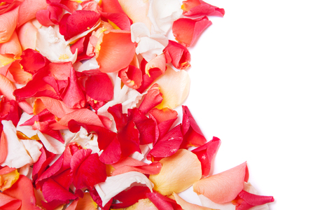 Pink and red rose petals on a white backgroundの写真素材