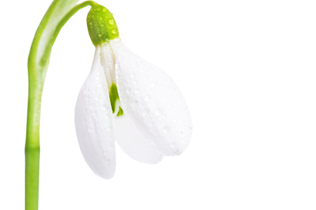 White flower spring snowdrop close-up, isolated on a white background.の写真素材